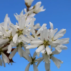 Serviceberry, Snowcloud