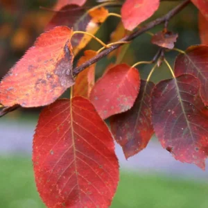 Serviceberry, Spring Flurry