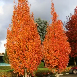 Maple, Armstrong Gold