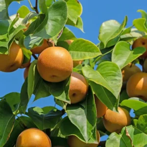 Pear, Asian Combination