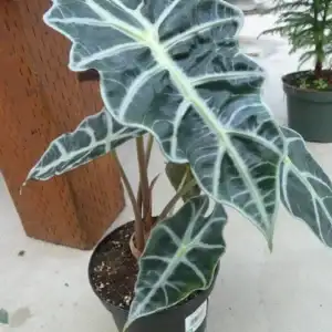 Bambino Alocasia