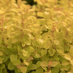 Barberry, Golden Jackpot