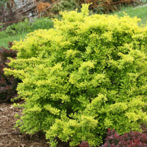 Barberry, Sunjoy Citrus