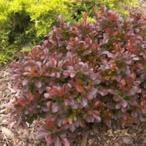 Barberry, Cabernet First Edition