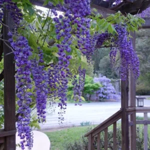 Wisteria, Black Dragon Japanese