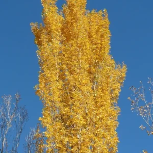Poplar, Bolleana