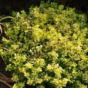 Barberry, Bonanza Gold