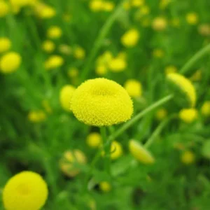 Brass Buttons, Cotula