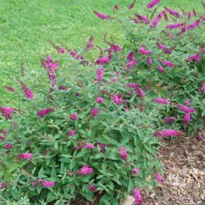 Butterfly Bush, Lo & Behold 'Ruby Chip'