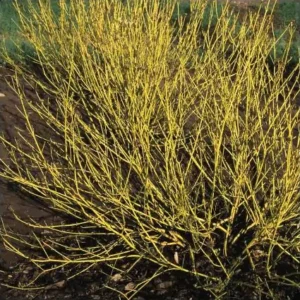 Dogwood, Bud's Yellow Twig