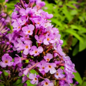 Butterfly Bush, Flutterby Tutti Fruitti