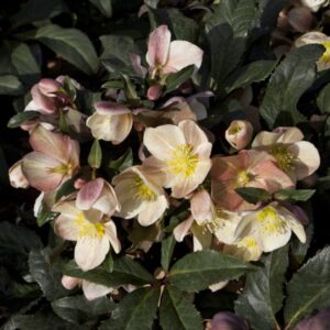 Hellebore, Camelot  Snow Rose