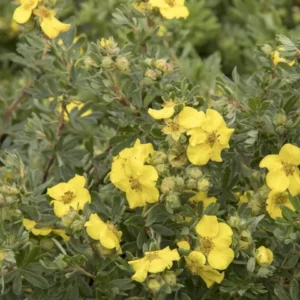 Potentilla, Cheesehead