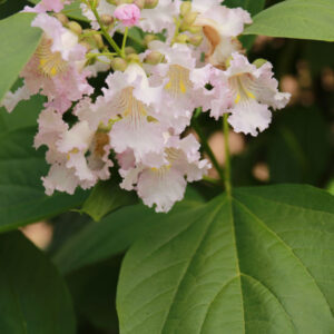 Chitalpa, Strawberry Moon