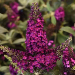 Butterfly Bush, Chrysalis Cranberry