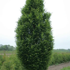 Hornbeam, Columnar (Pyramidal)
