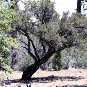 Mahogany, Curl-leaf Mountain