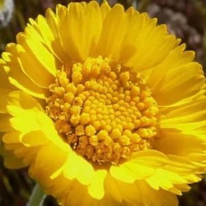 Desert Marigold