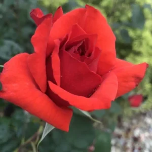 Rose Gypsy, Double Flowered