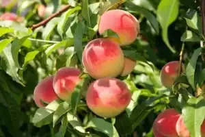 early-elberta-peach