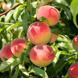 Peach, Early Elberta