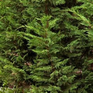 Cypress, Emerald Isle Leyland