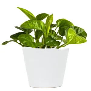 Emerald Pothos