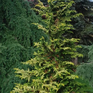 Cypress, Fernspray Gold Hinoki