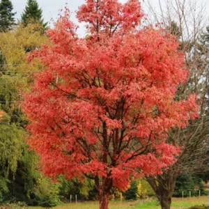 Maple Paperbark, Fireburst