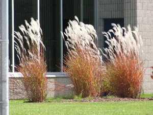 'Flame' Maiden Grass (Miscanthus) Ornamental Grass
