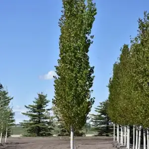 Aspen, Forest Silver