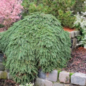 Spruce Norway, Formanek