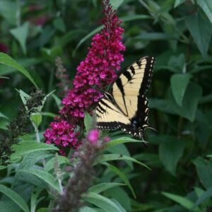 Butterfly Bush, Funky Fuschia