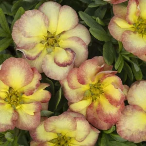 Potentilla, Gingersnap