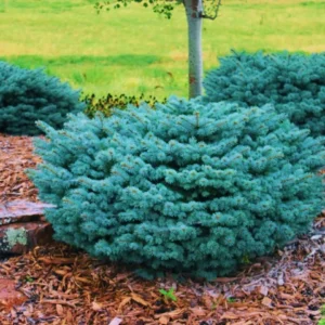 Spruce, Globe Blue
