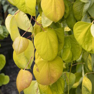 Redbud, Golden Falls