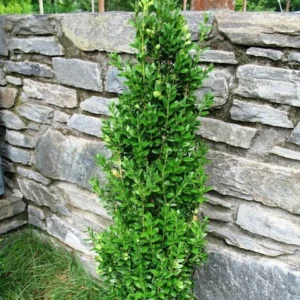 Boxwood English Columnar, Graham Blandy
