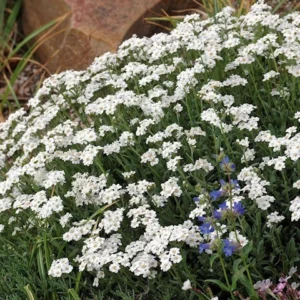Greek Yarrow