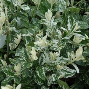 Euonymus, Harlequin