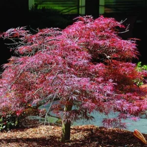 Japanese Maple, Inaba Shidare Laceleaf