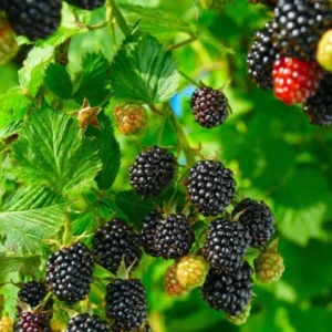 Raspberry, Indian Summer