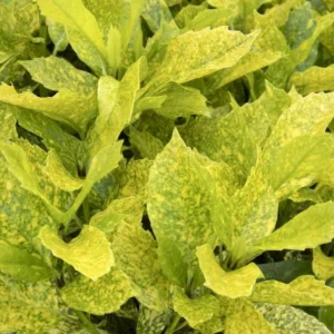 Aucuba, Mr. Goldstrike or Japanese Laurel