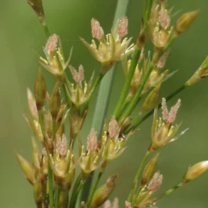 Blue Rush / Hard Rush