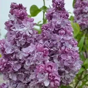 Lilac, Katherine Havemeyer French
