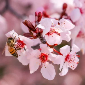 Plum, Krauters Vesuvius Flowering