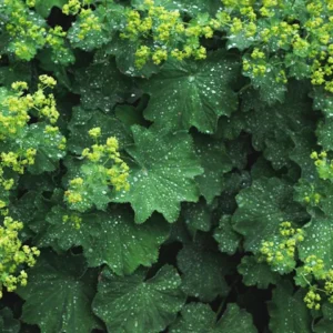 Lady's Mantle