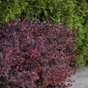 Barberry, Lava Nugget