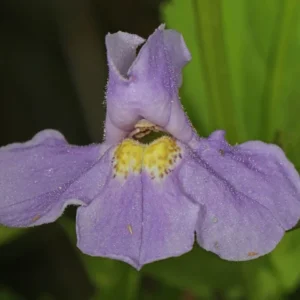 Lavender Musk Monkey Flower
