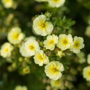 Potentilla, First Editions Lemon Meringue