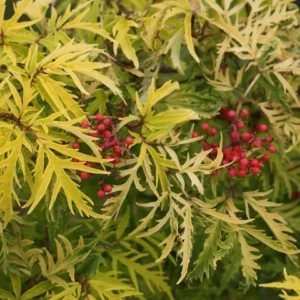 Elderberry, Lemony Lace